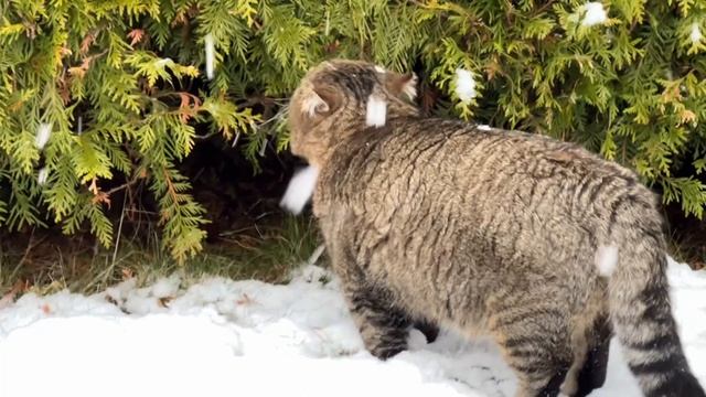 ✨ Сеанс КОТоТЕРАПИИ от лесного кота Барсика.