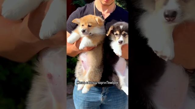 Щенки ждут родителей