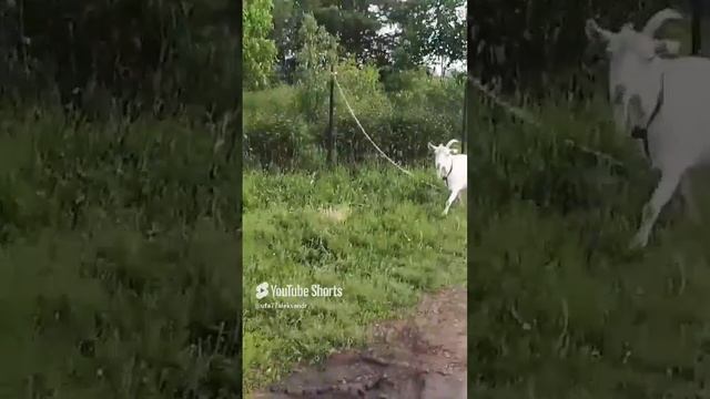 Коза