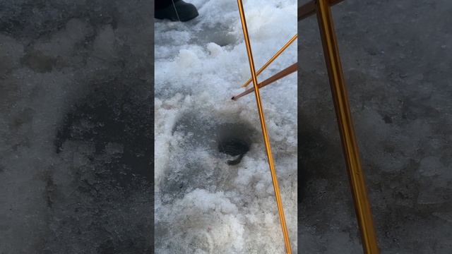 Поклёвка и вываживание рыбы!!!