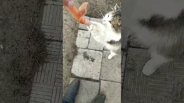 Отдай сосиску, гад!😂😂😂