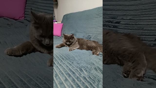 Марчелла а не Мартин