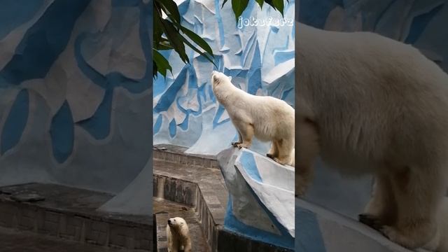 Герда С Днём рождения😄 поздравляет мишка Кай🥳 и все все все #медведи