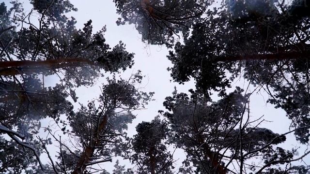 Snowy winter