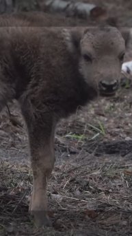В «Мещере» у зубров Мереск и Влия родился малыш