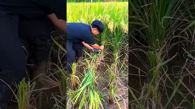ধান🍚cutting😜#funny #funnyvideos