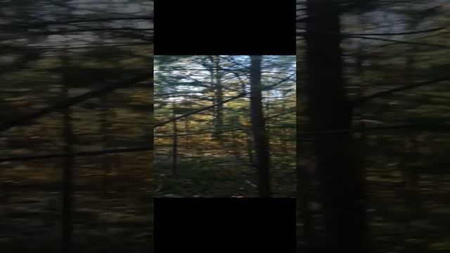За грибами 4