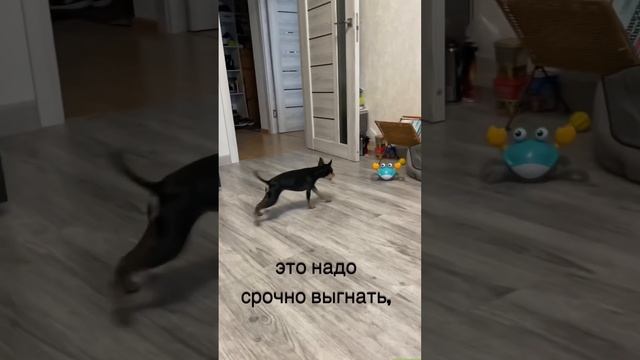 Спасите! Тут Чужие #dog#pets#собака#funny#топ#юмор#вкусняшки#summer