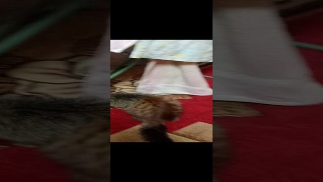 Мои кошки утром