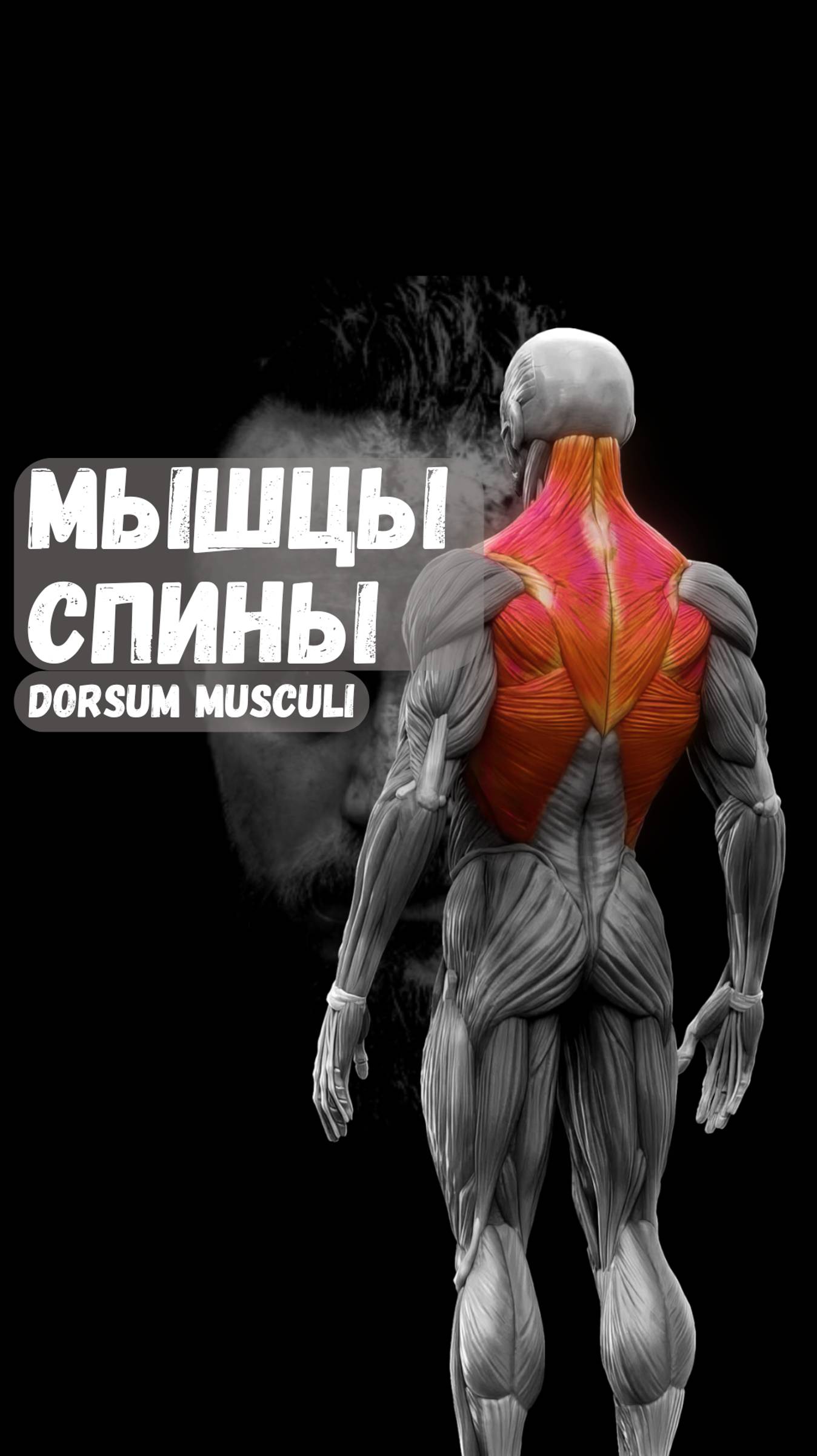 Тренировка Спины. Забирай!!!!