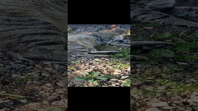 Кот отдыххает