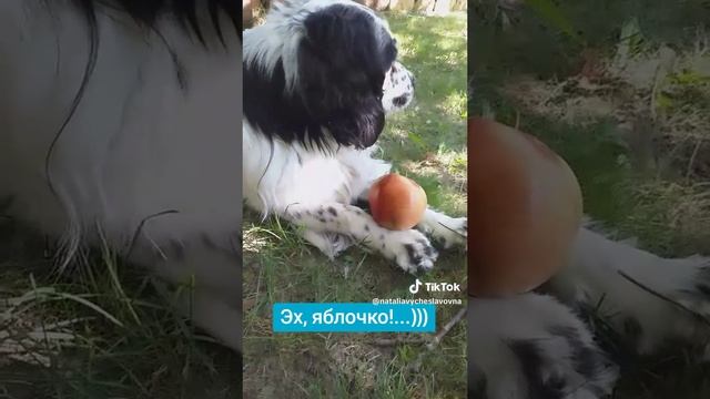 Эх, яблочко!...)))