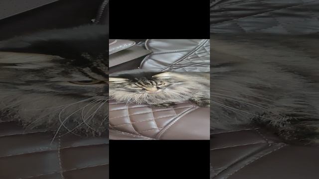 🐱 к сеансу готов!!!