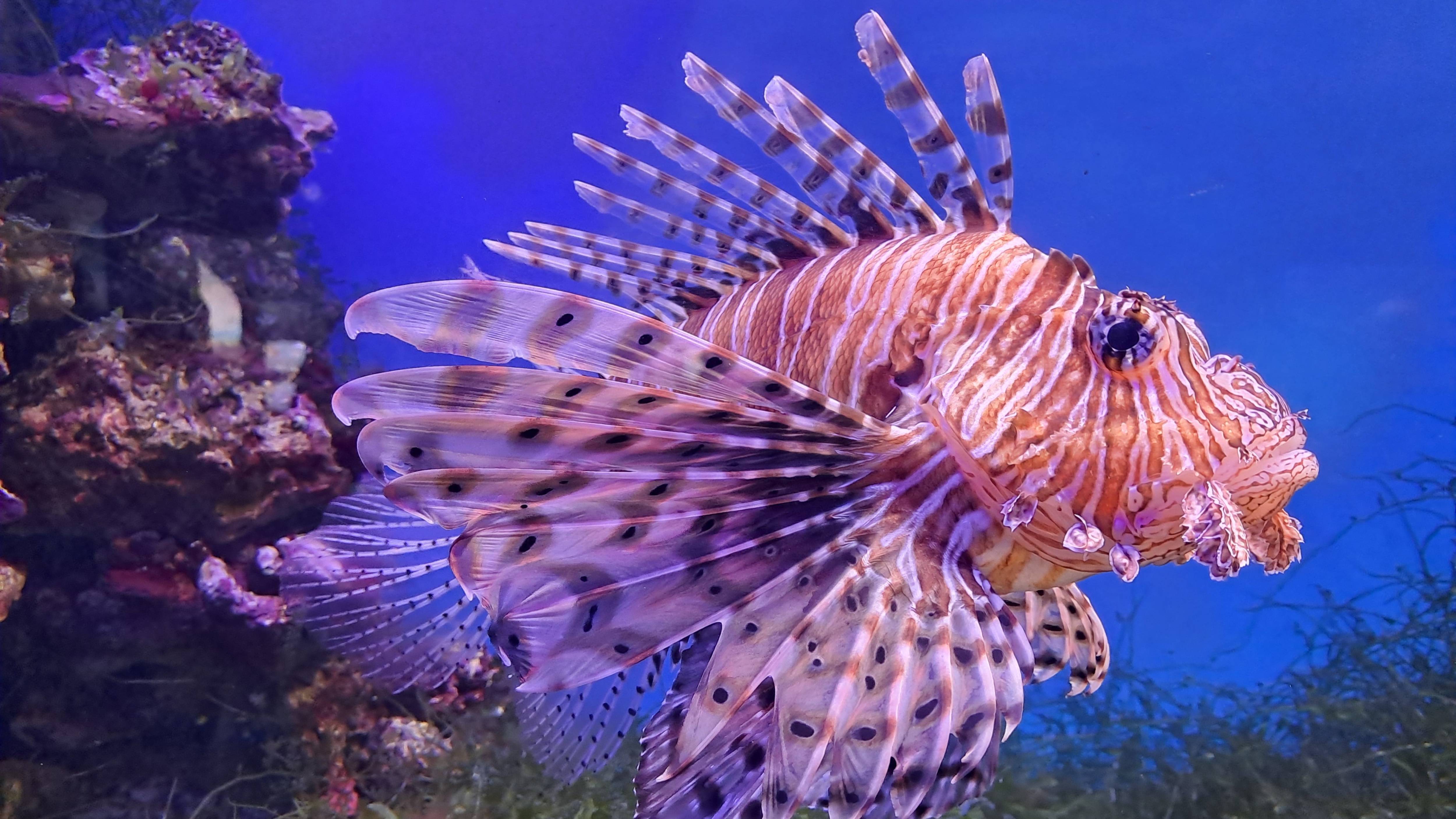 Обитатели Москвариума