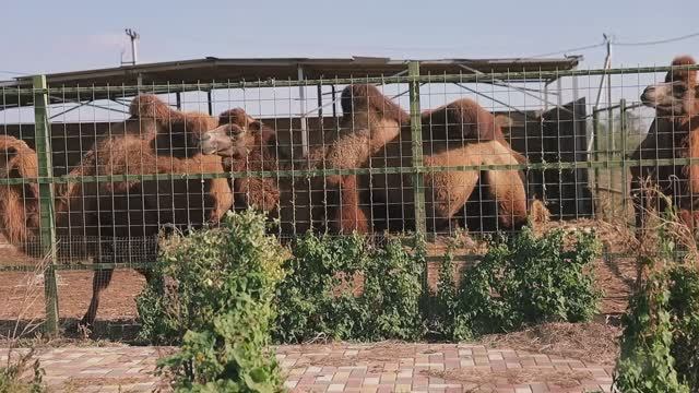 Экоферма "Орловское" в селе Орловском в Буденновском округе.