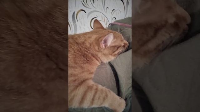 кот Тайсоня:)