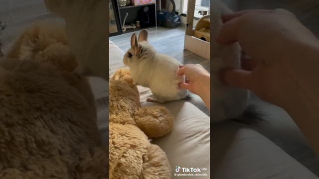 (TT)=_=