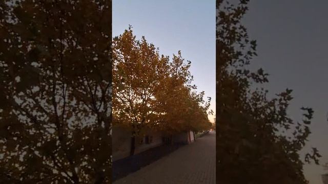 VID_20241120_084858_089