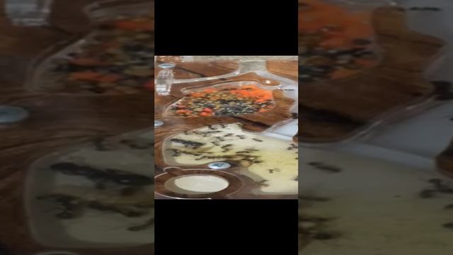 первое видео о муравьях ( messor muticus)