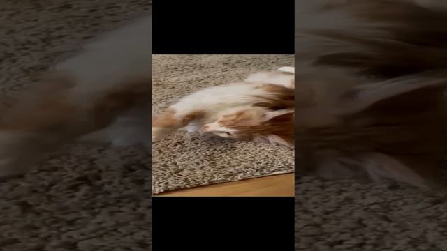 Рыжий красавчик ищет дом