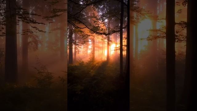 Лес и пробивающиеся лучи солнца.