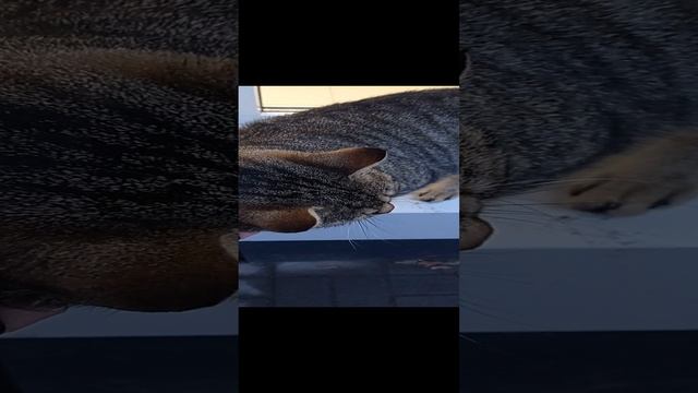 Котик на подоконнике