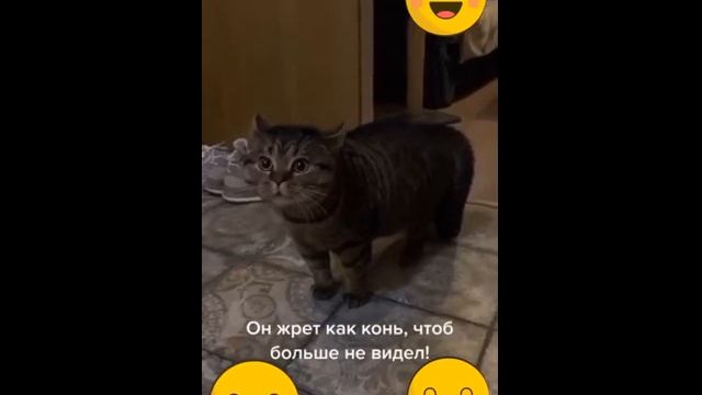 Кот Миша выражает возмущение