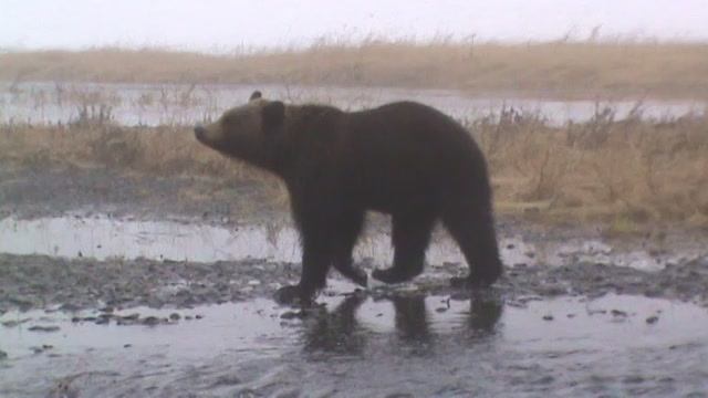 Выстрел, медведю, под ноги.