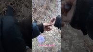 Моя снасть на налима . Ловля налима на донку . Рыбалка 2024 . Снасть на налима . Ловля налима 2024