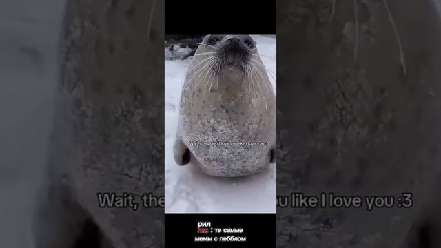 рил: тесамые мемы с пебллом