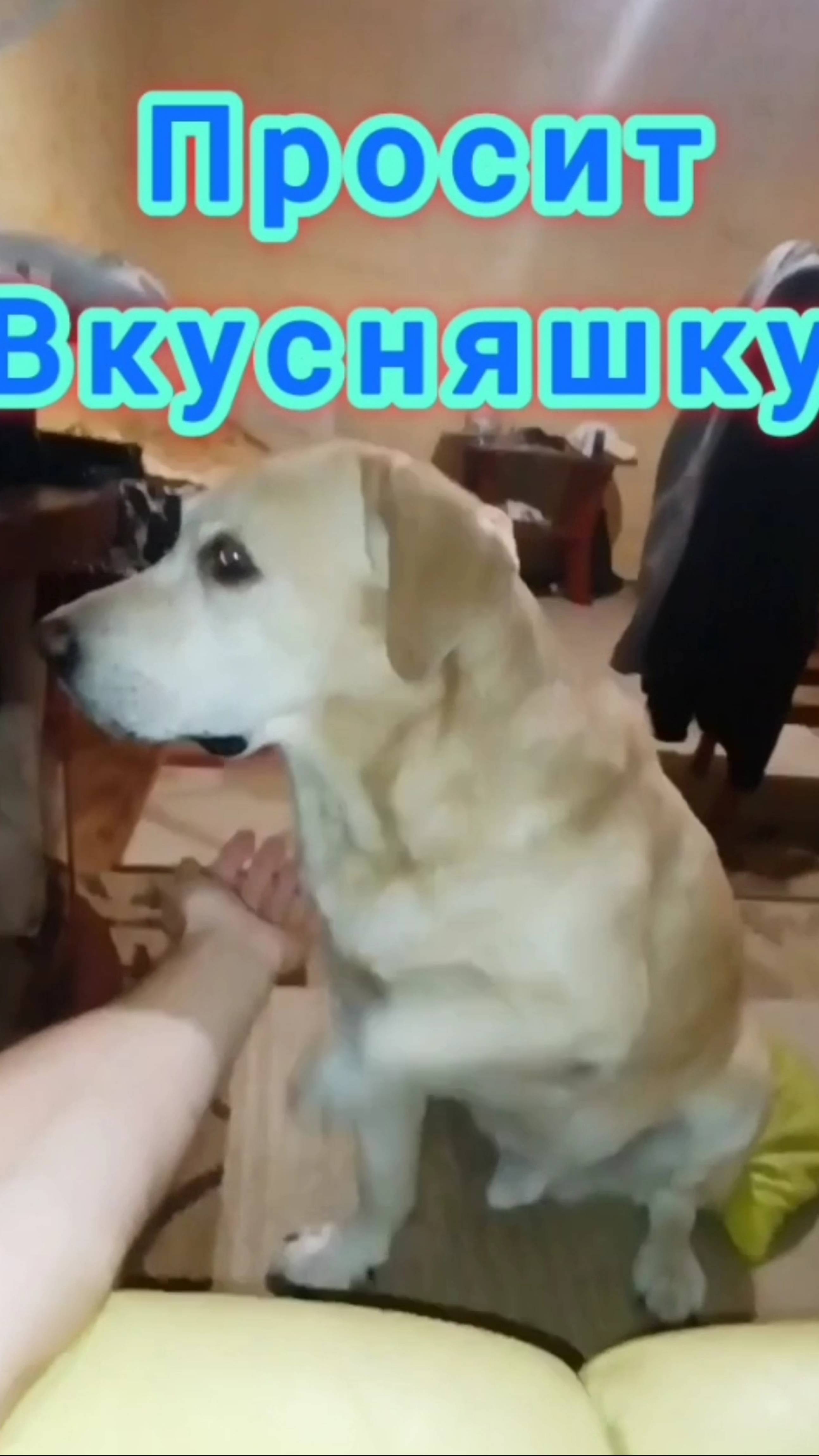 😅Просит Вкусняшку 😅🐶