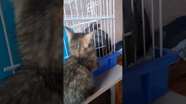 Котёнок знакомится с шиншиллой