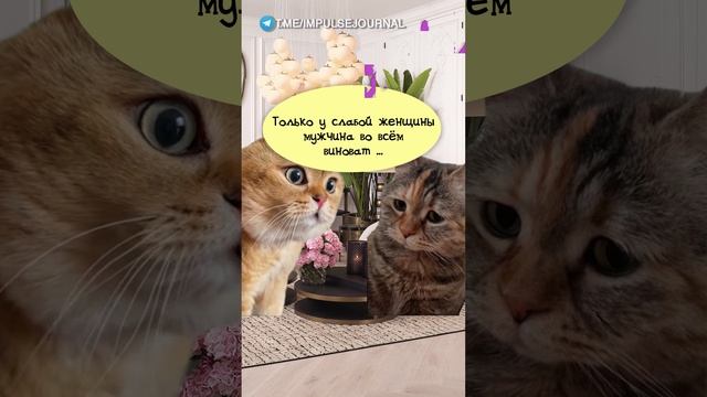 Сильная обида #мыкотики #вмем #разговор #анекдот #шутки #кот #юмор #смешное #прикольно #мемы #cat