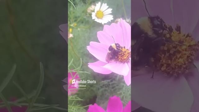 Шмель
