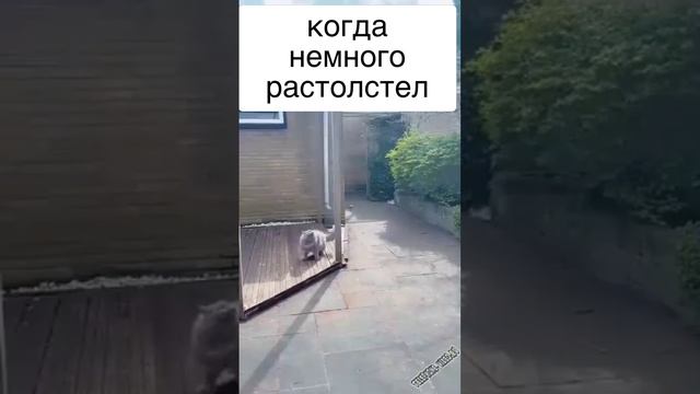 когда немножко растолстел