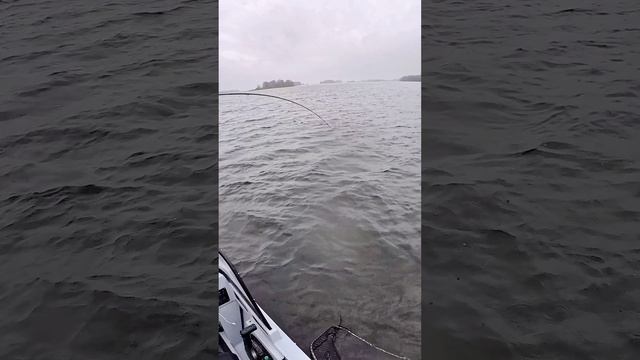 сильная щука на спиннинг #рыбалка #отдых
