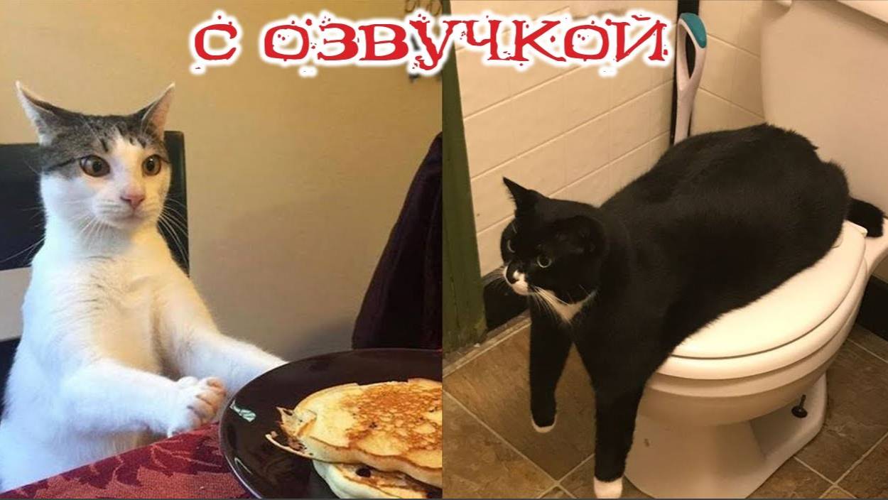 Приколы с котами С ОЗВУЧКОЙ - Смешные коты Самые смешные животные 2024!