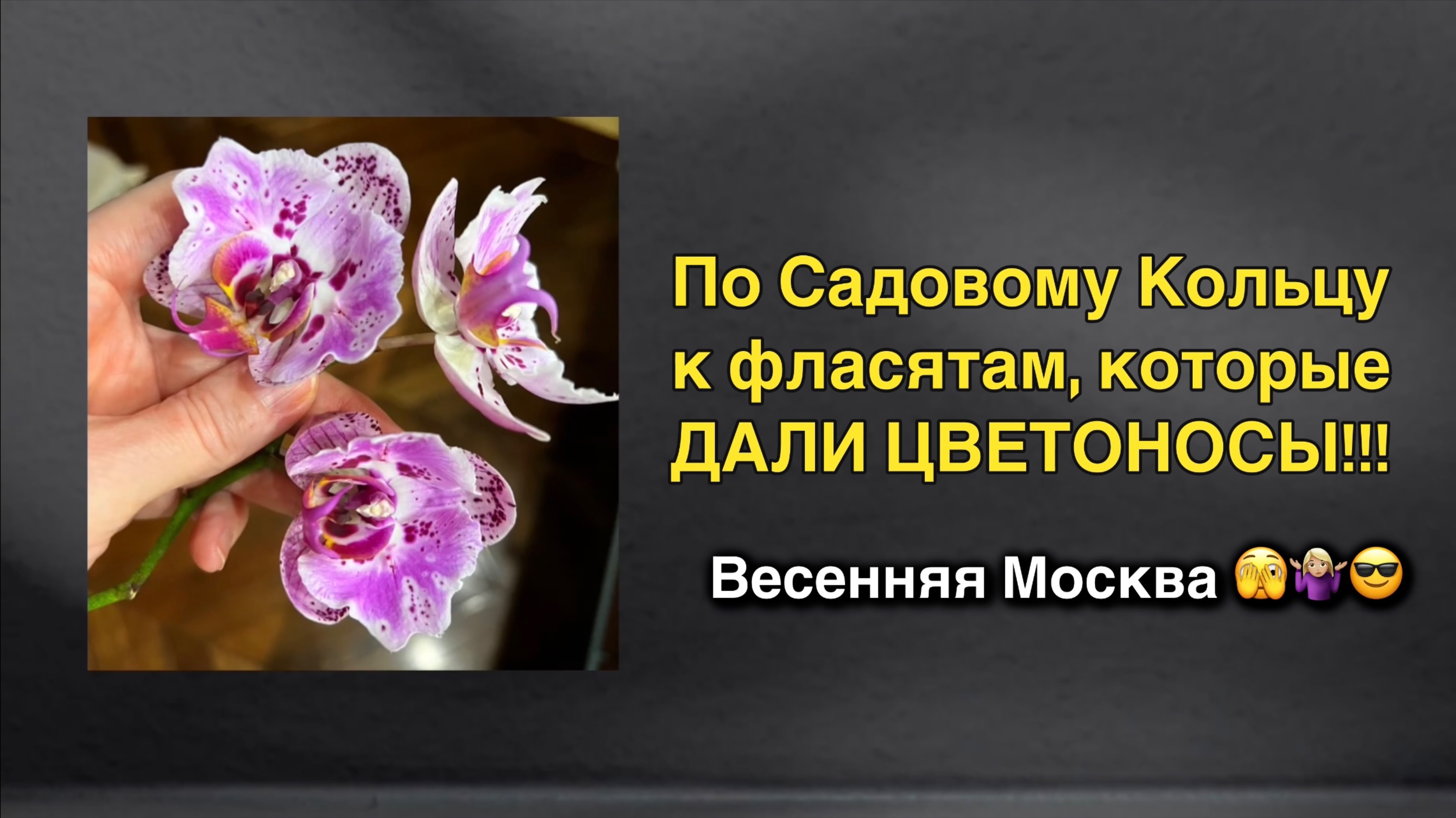 Два года назад я размыла фласку… Фласята выросли! 🔥🔥🔥 #орхидея #фаленопсис #фласка #цветонос