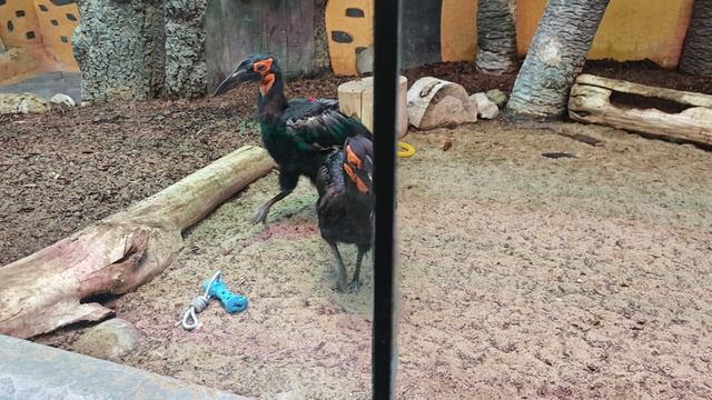 VID_20241119_153542