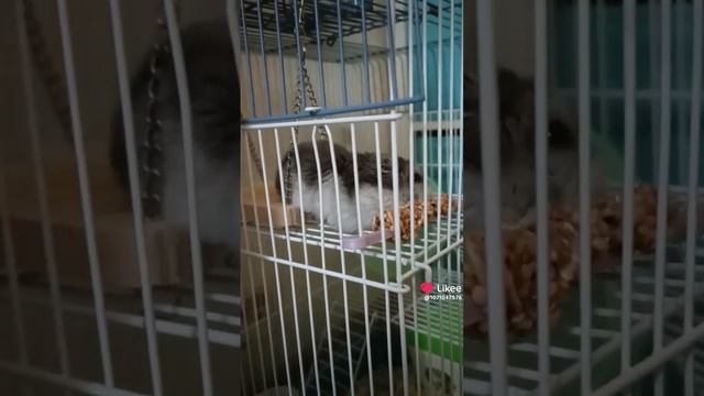 Когда лень поднимать свою пятую точку