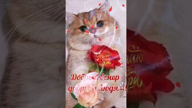 c5610957de94927a5332974ceb061f37.mp4