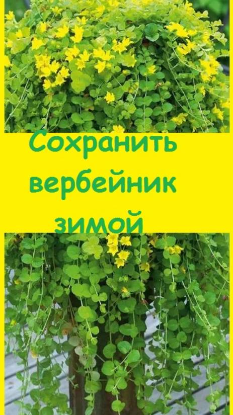 Как СОХРАНЯЮ В ЗИМУ ДЕКОРАТИВНЫЕ вербейник и дихондру - очень сложный процесс!!!