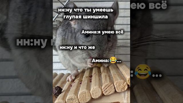 #cute #мем #chinchilla #смешно