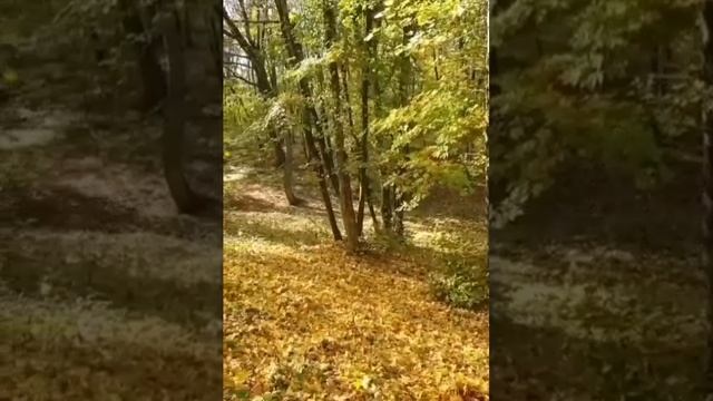 YouCut_20241026_124852359.mp4