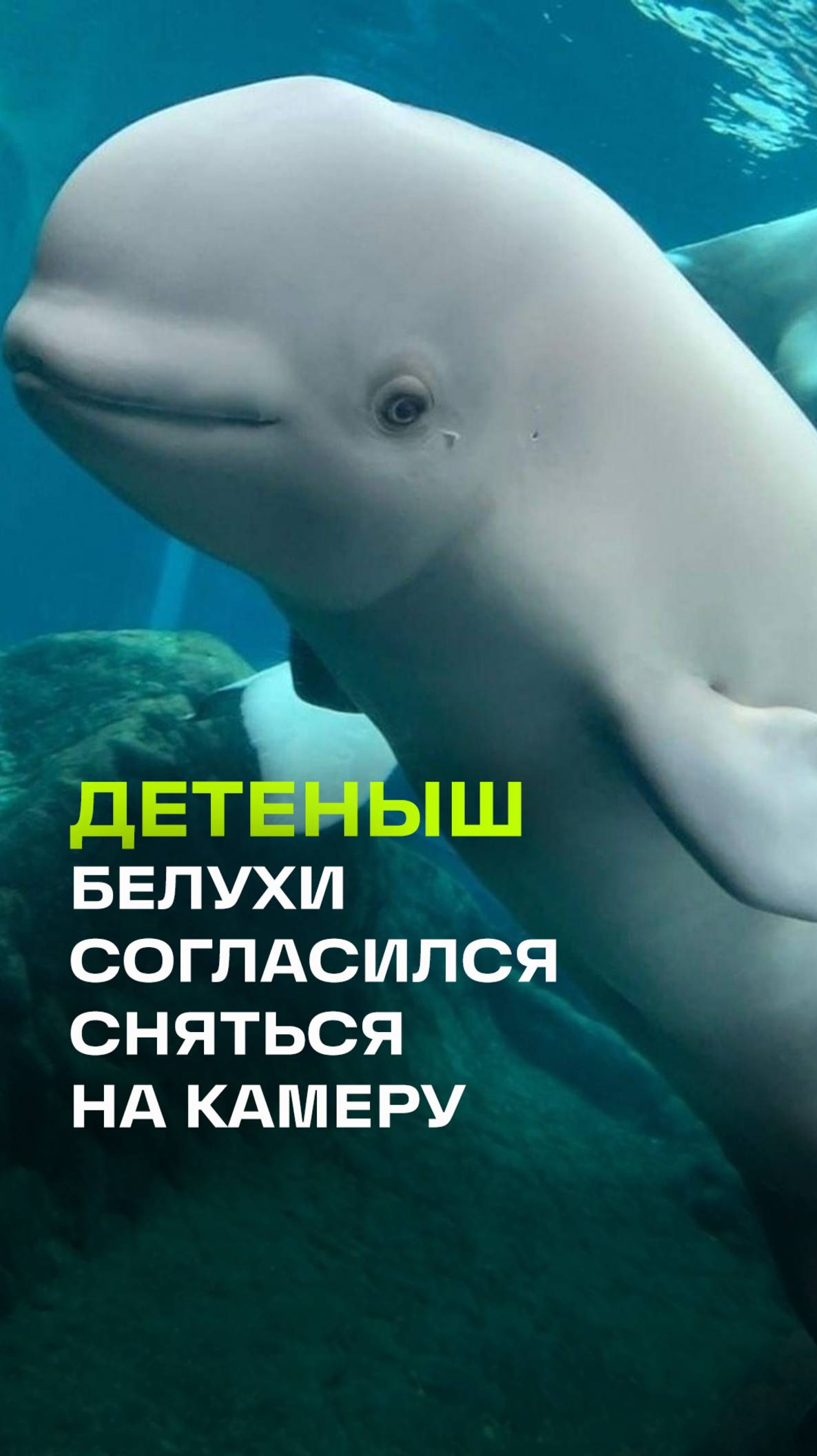 На этих кадрах Джессика и ее новорожденная дочка Дея. Это белухи, то есть хищные киты