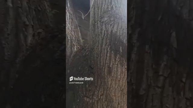 Дерево через гараж