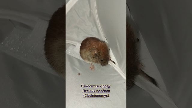 Европейская рыжая полёвка (Clethrionomys glareolus) в лайткубе.