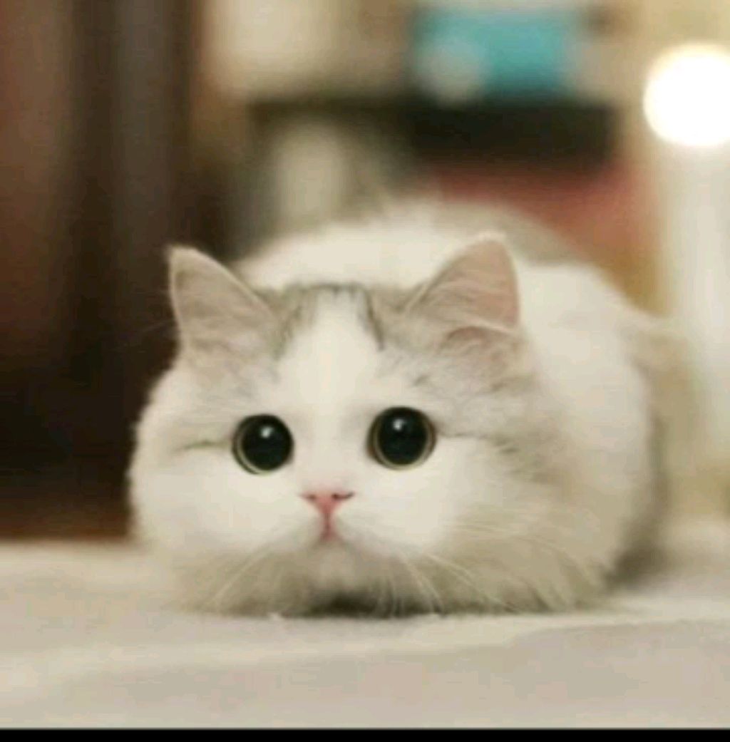 котик
