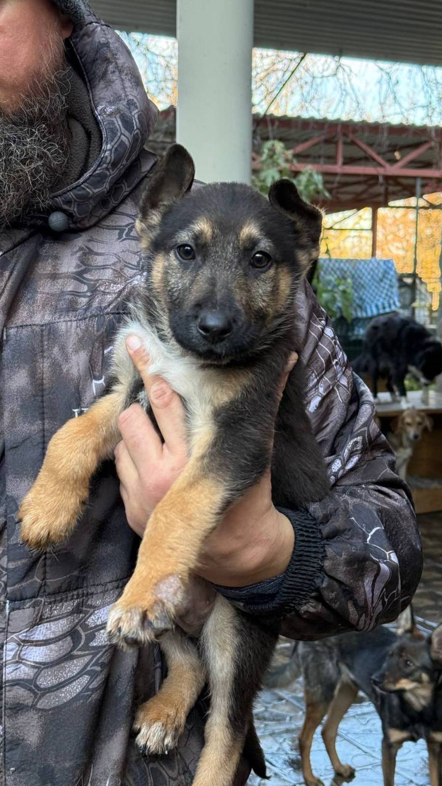 Наши малыши🥰 #помощьбездомнымживотным #семья #непокупайприюти #щенок