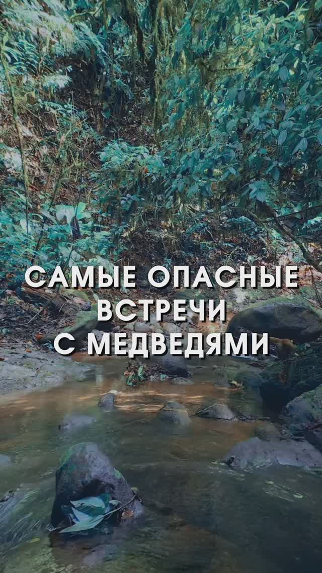 Шокирующие встречи человека и медведя. Как вести себя?
